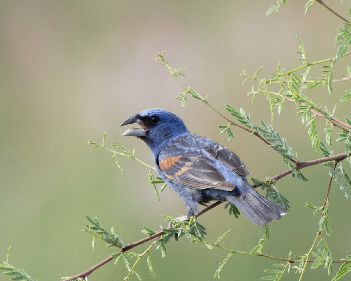 Blue Grosbeak - ML638594563