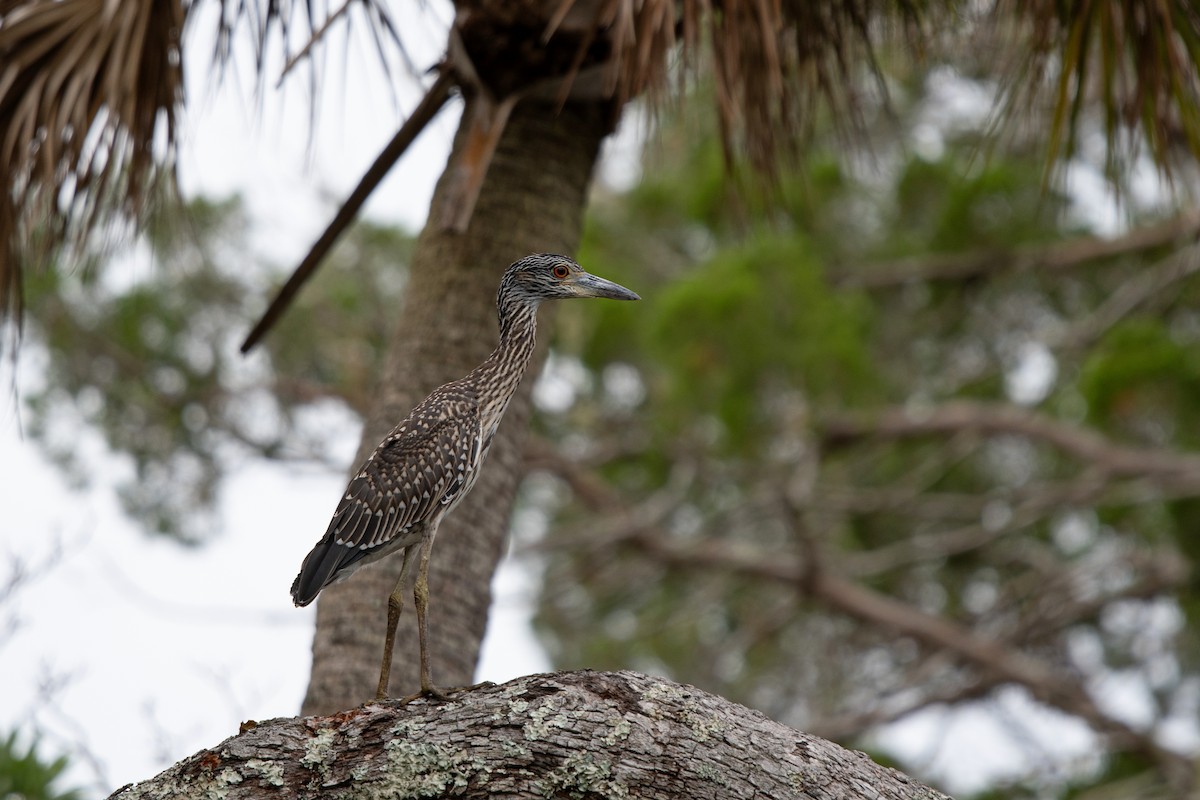 Yellow-crowned Night Heron - ML638594658