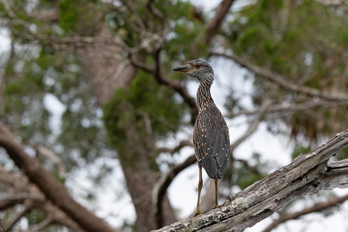 Yellow-crowned Night Heron - ML638594659