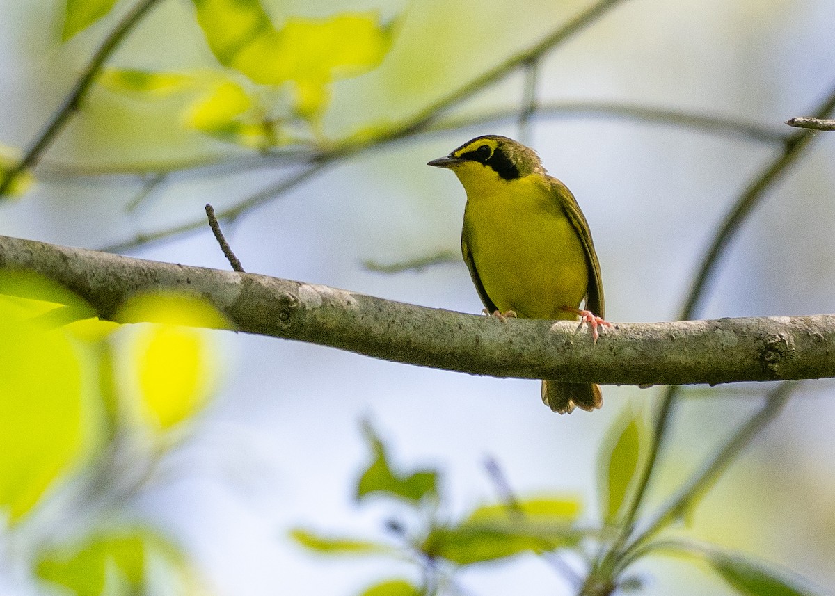 Kentucky Warbler - ML638594678