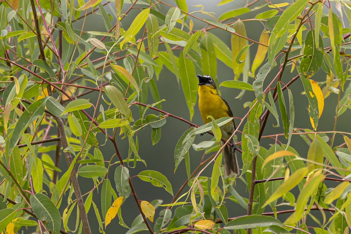 gulbrystparula - ML638594688