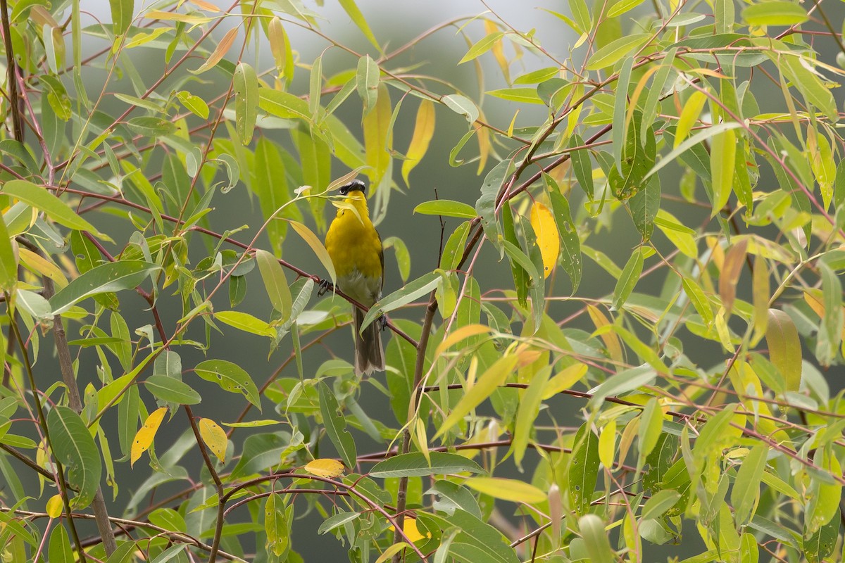 gulbrystparula - ML638594689