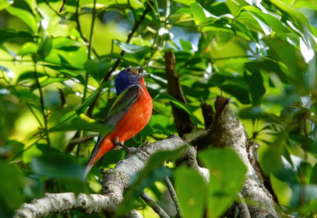 ゴシキノジコ - ML638594794