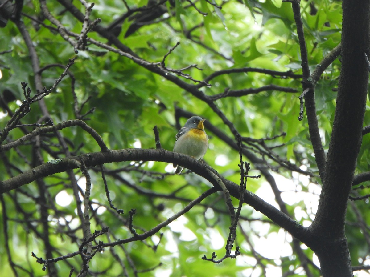Northern Parula - ML638594798