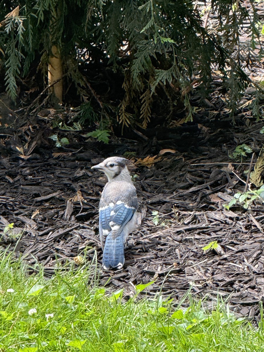 Blue Jay - ML638594799