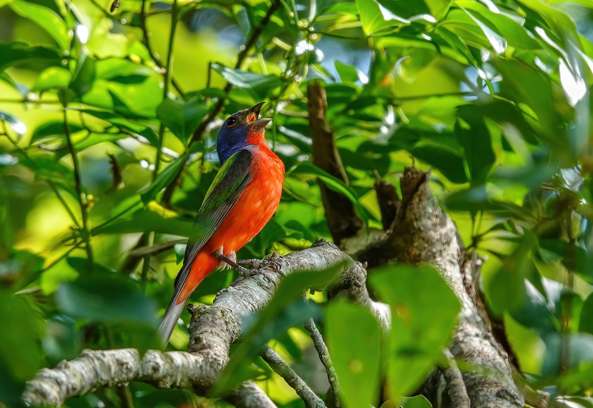 ゴシキノジコ - ML638594800