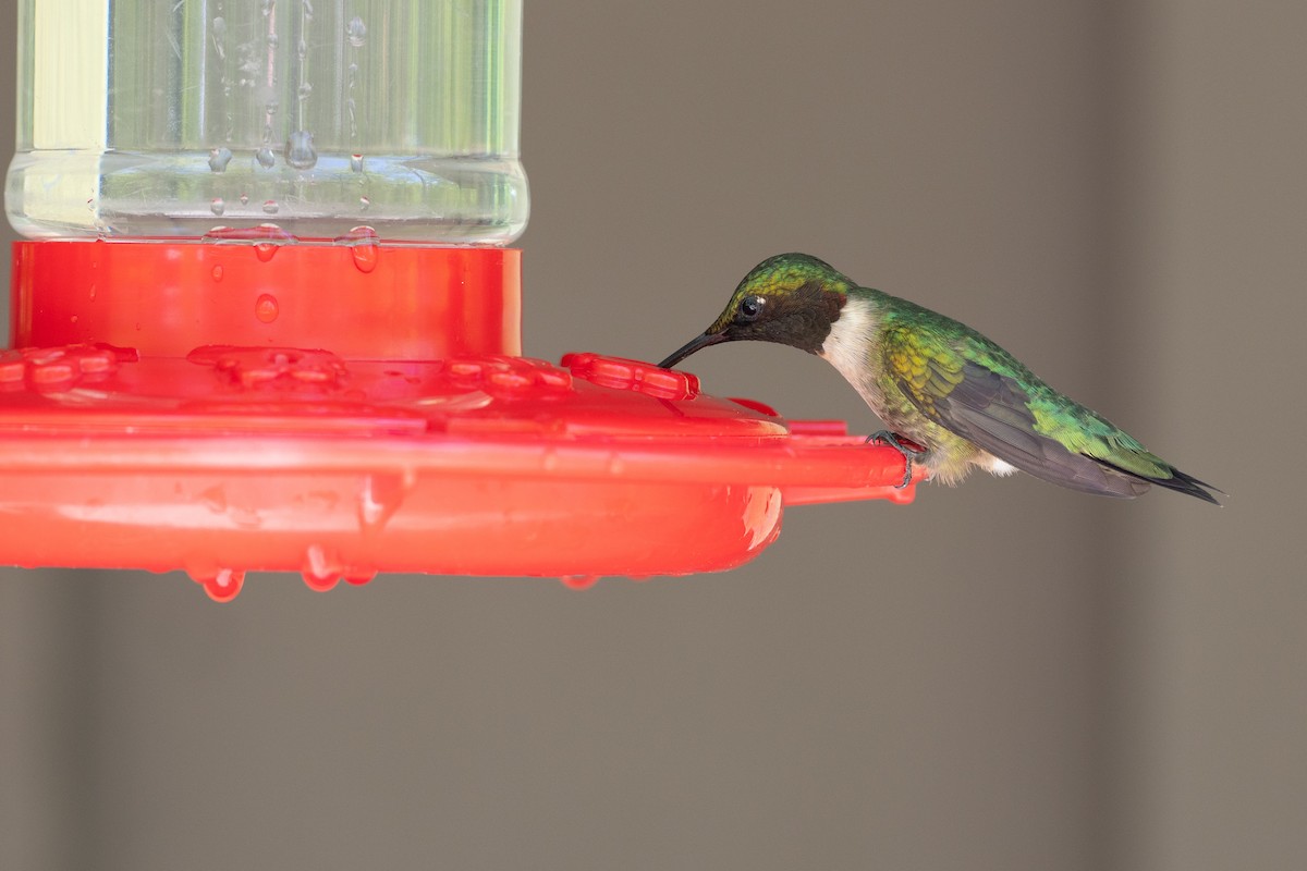 Ruby-throated Hummingbird - ML638594813