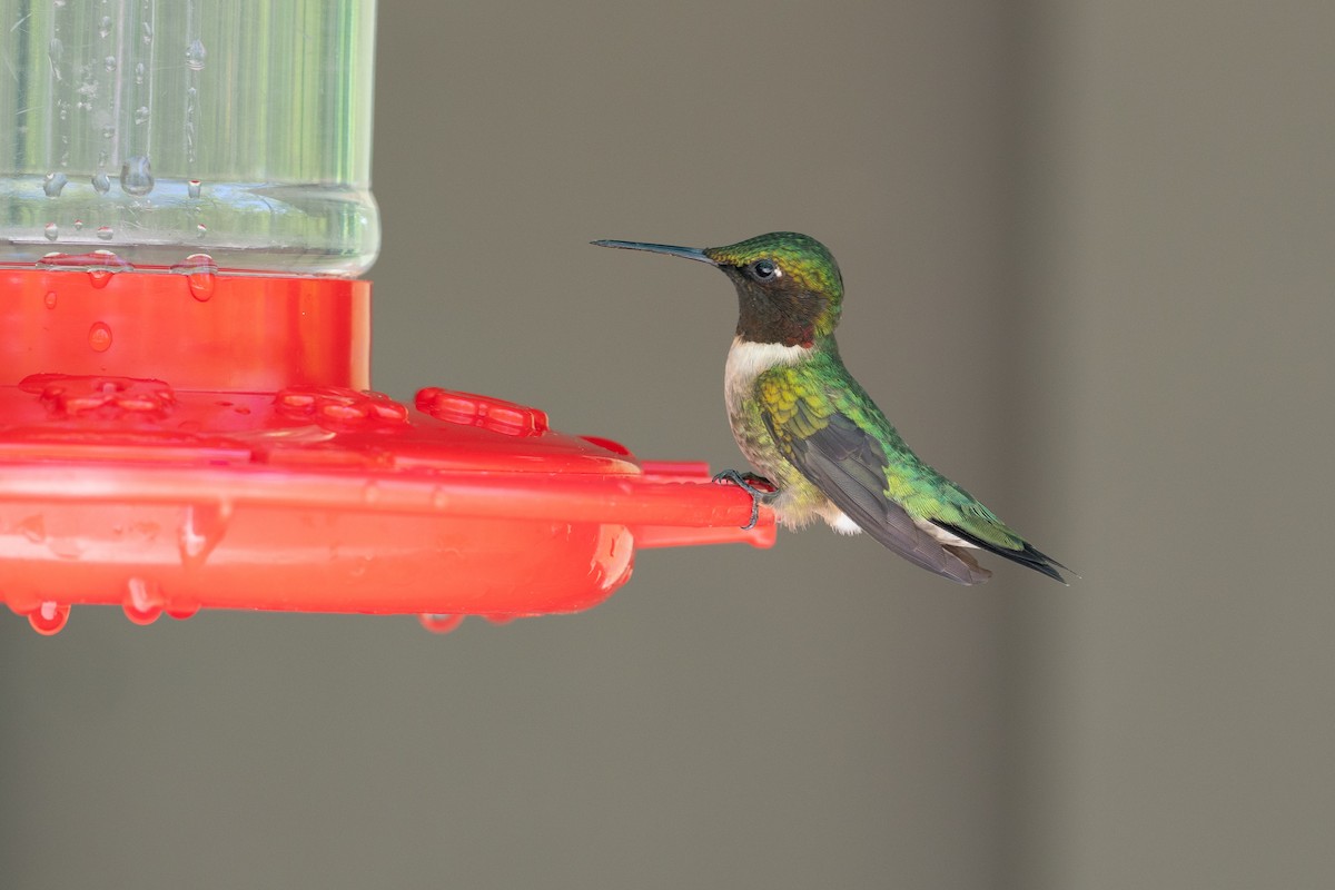 Ruby-throated Hummingbird - ML638594814