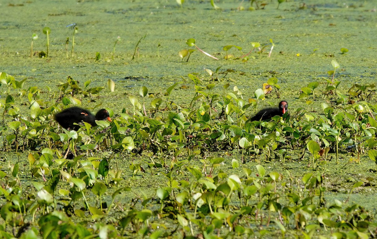 アメリカバン - ML638594816