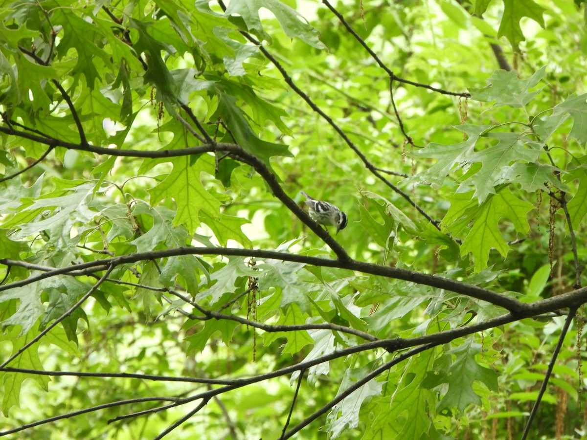 Black-and-white Warbler - ML638594834