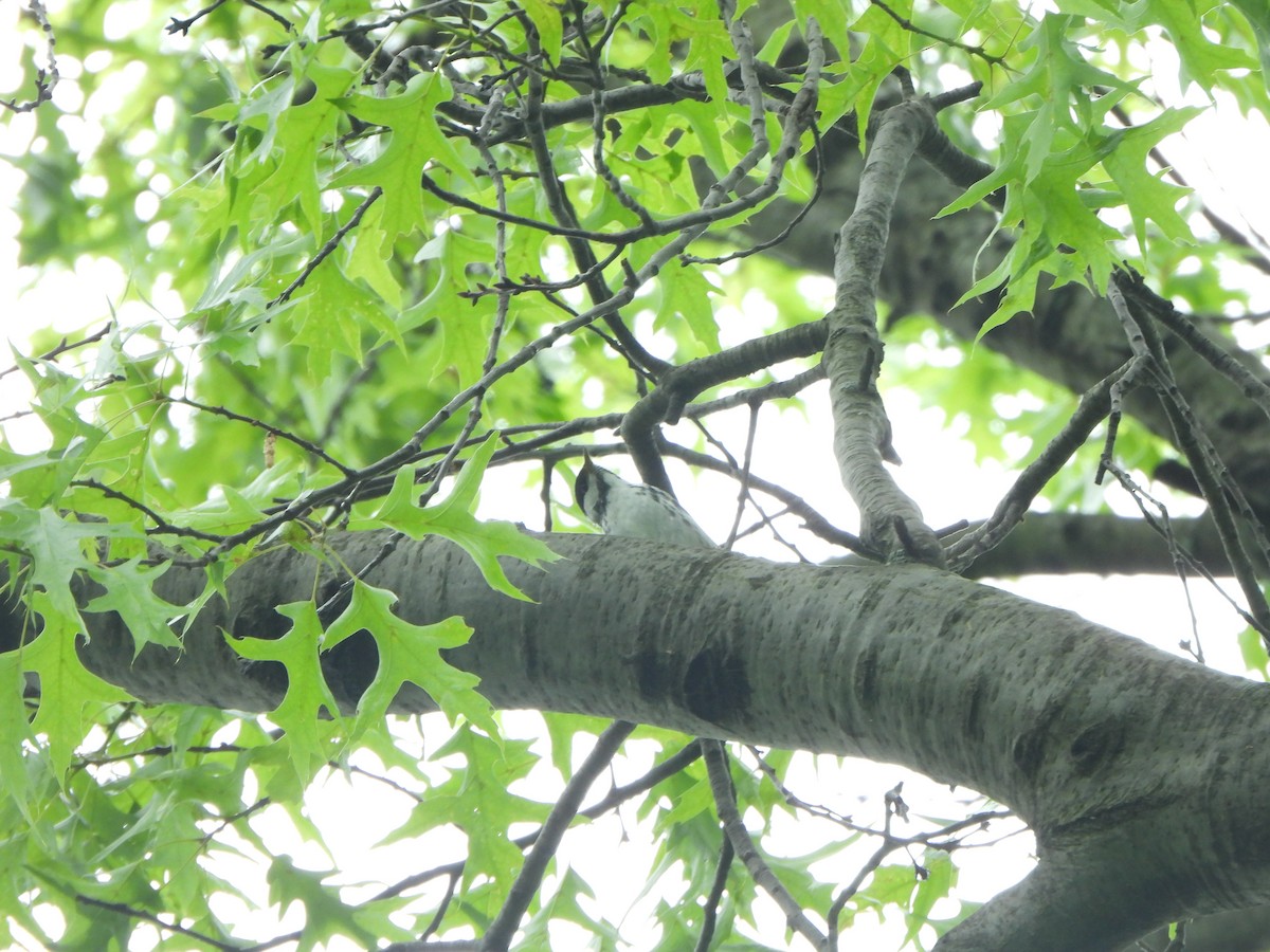 Blackpoll Warbler - ML638594844