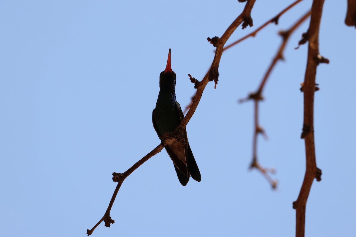 Broad-billed Hummingbird - ML638594846