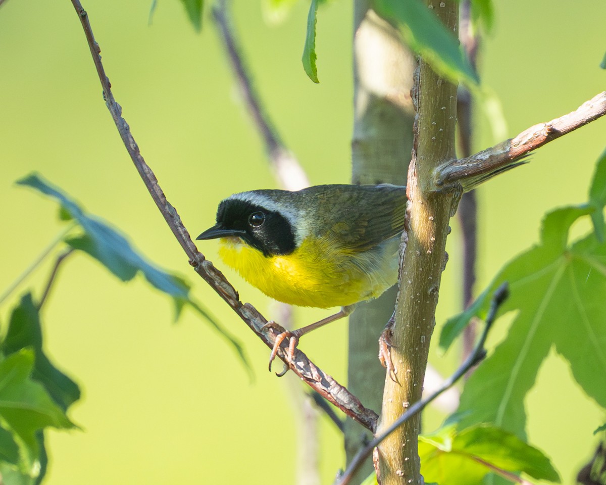 Common Yellowthroat - ML638594850
