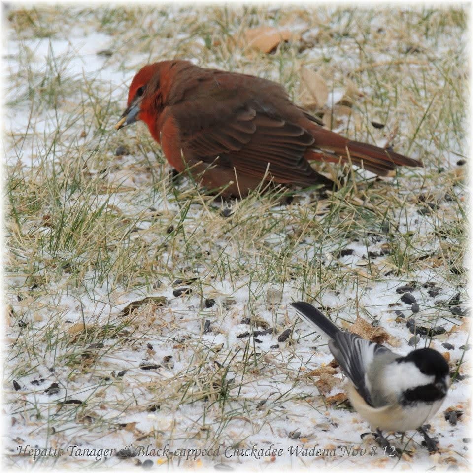 Hepatic Tanager - ML638594852