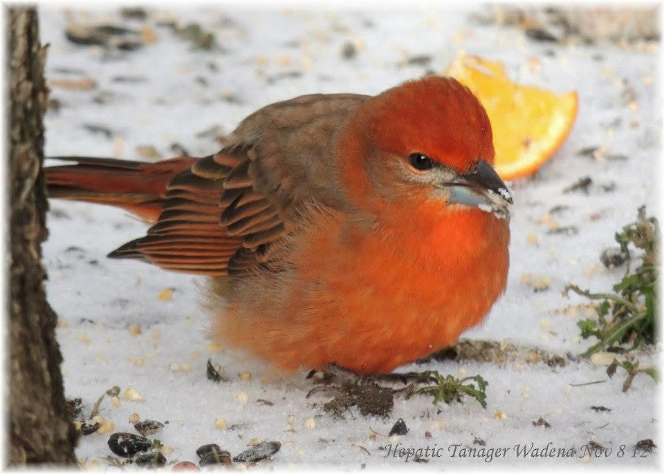 Hepatic Tanager - ML638594854