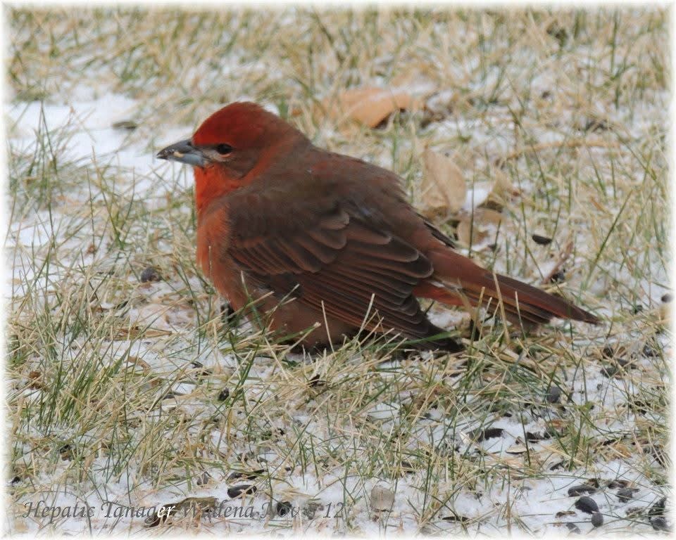 Hepatic Tanager - ML638594856
