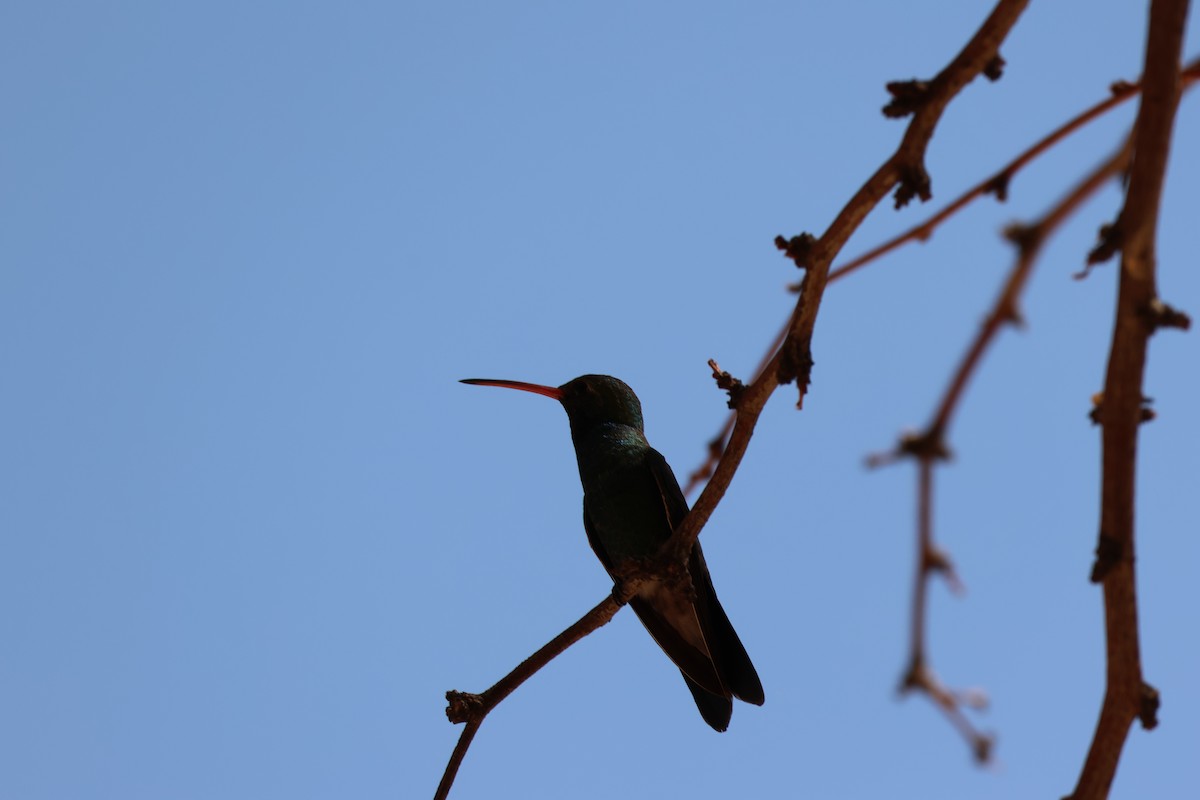 Broad-billed Hummingbird - ML638594857
