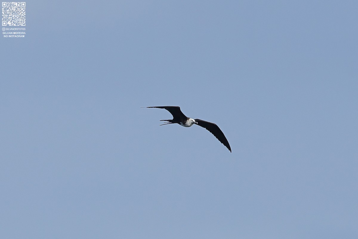 Magnificent Frigatebird - ML638594858