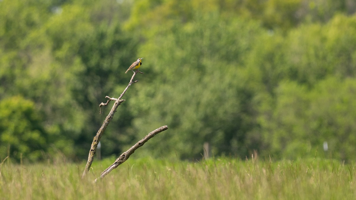 Eastern Meadowlark - ML638594859