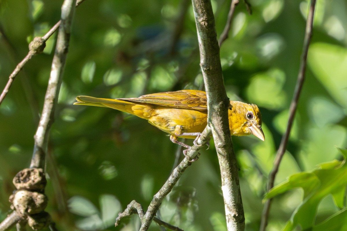 Summer Tanager - ML638594862