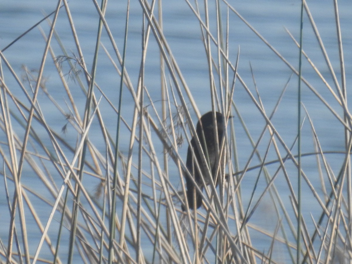 Chestnut-capped Blackbird - ML638594867