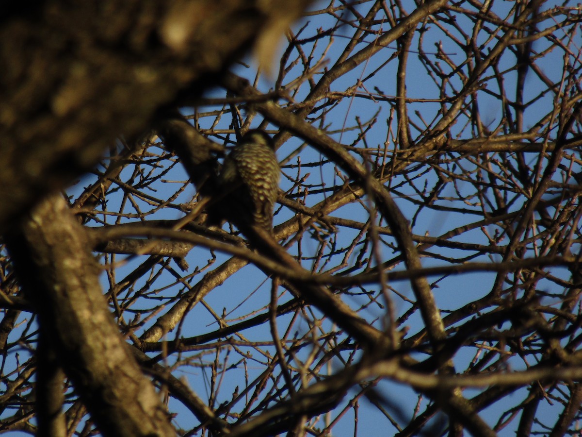 Suiriri Flycatcher - ML638594871