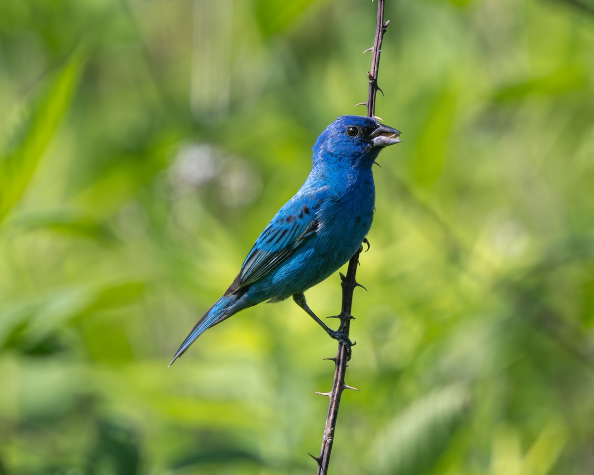 Indigo Bunting - ML638594872