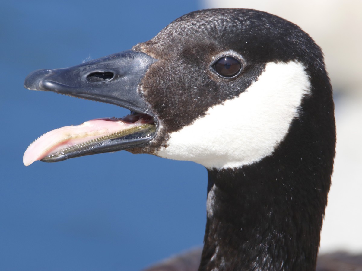 Canada Goose - ML638594945