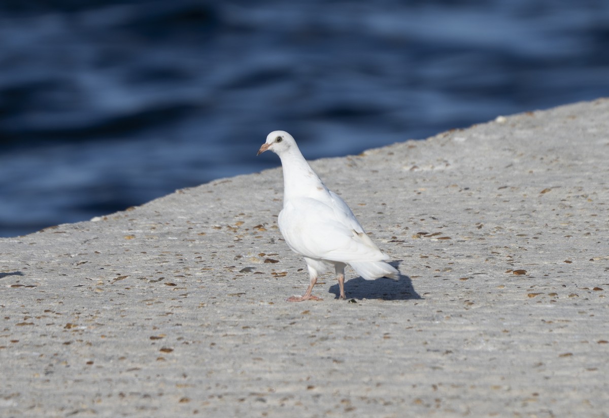Pigeon biset (forme domestique) - ML638594950