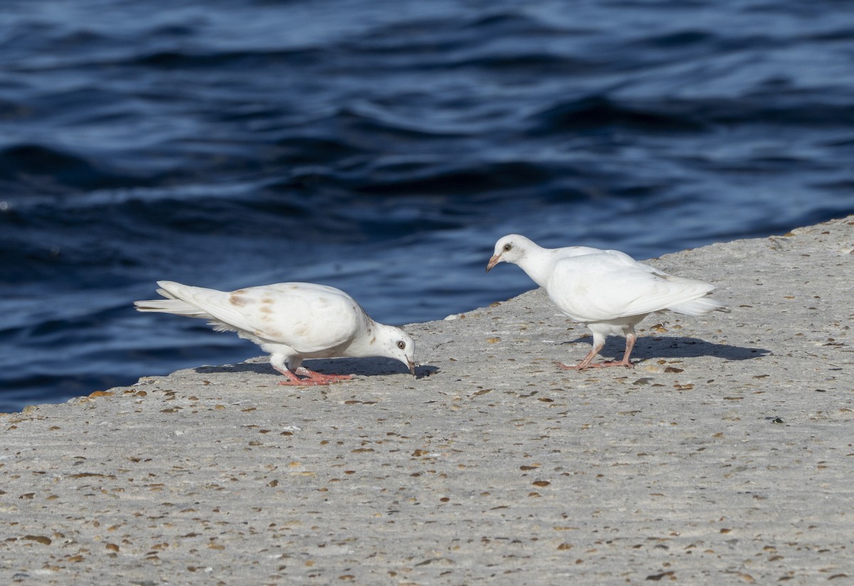 Pigeon biset (forme domestique) - ML638594952