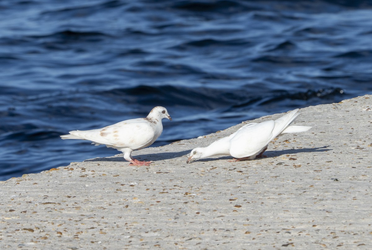 Pigeon biset (forme domestique) - ML638594959