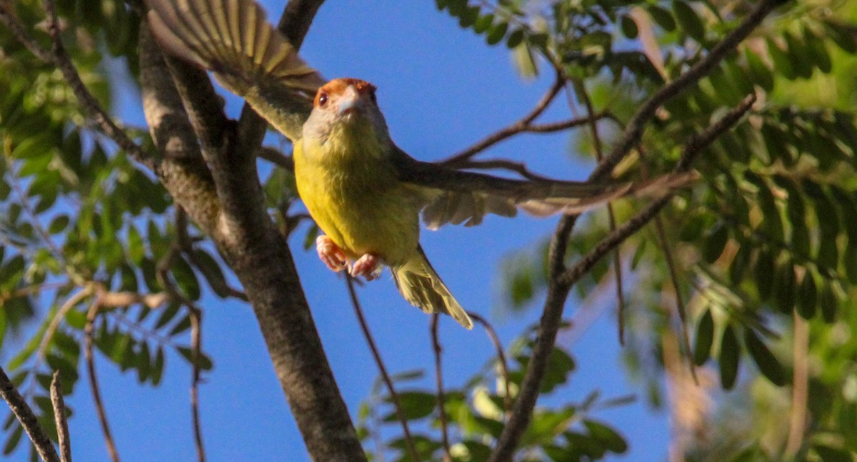 Rostbrauenvireo - ML638594986