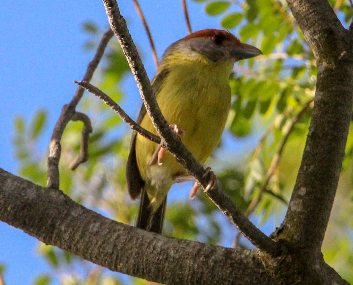 Rostbrauenvireo - ML638594987