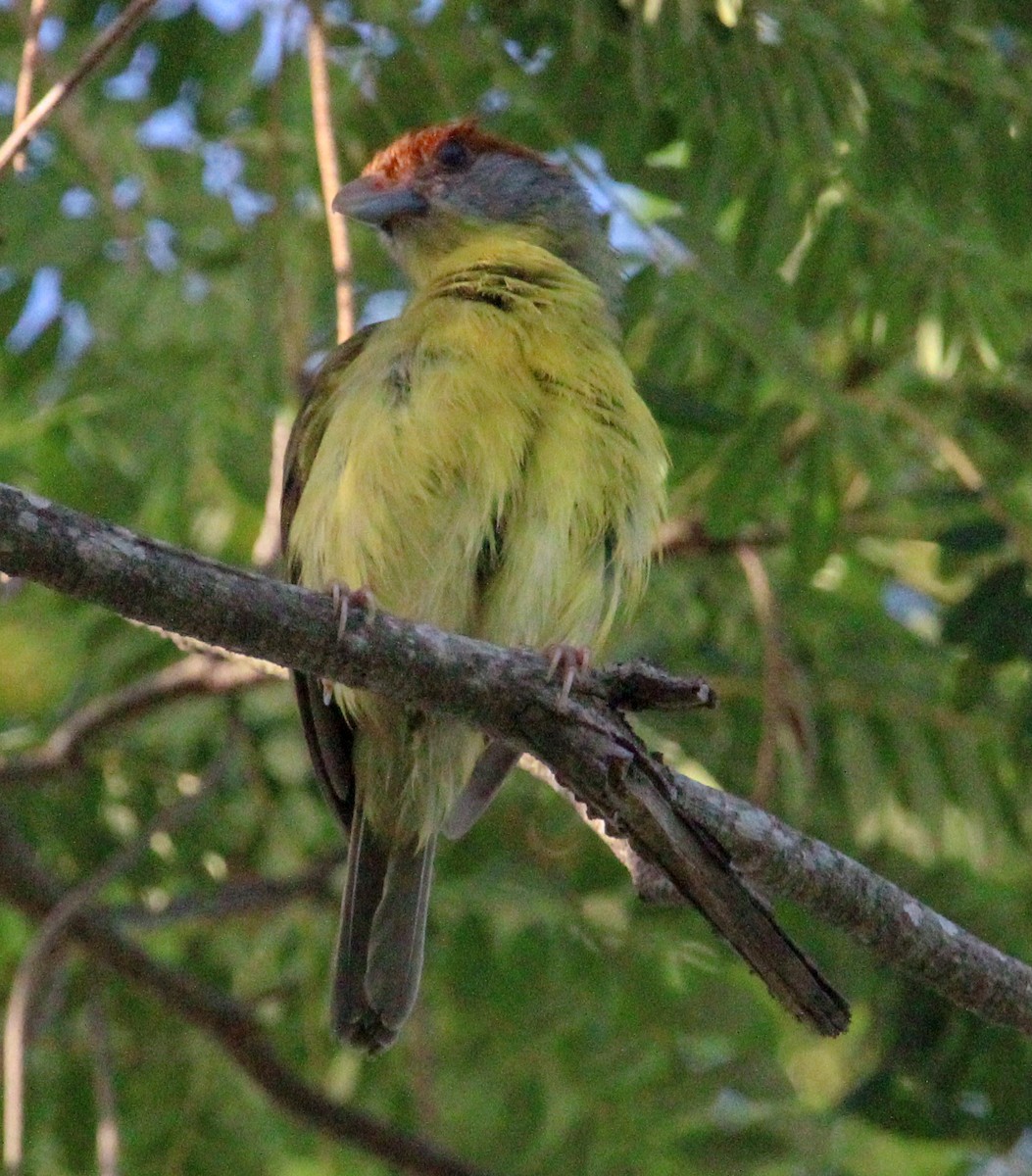 Rostbrauenvireo - ML638594988