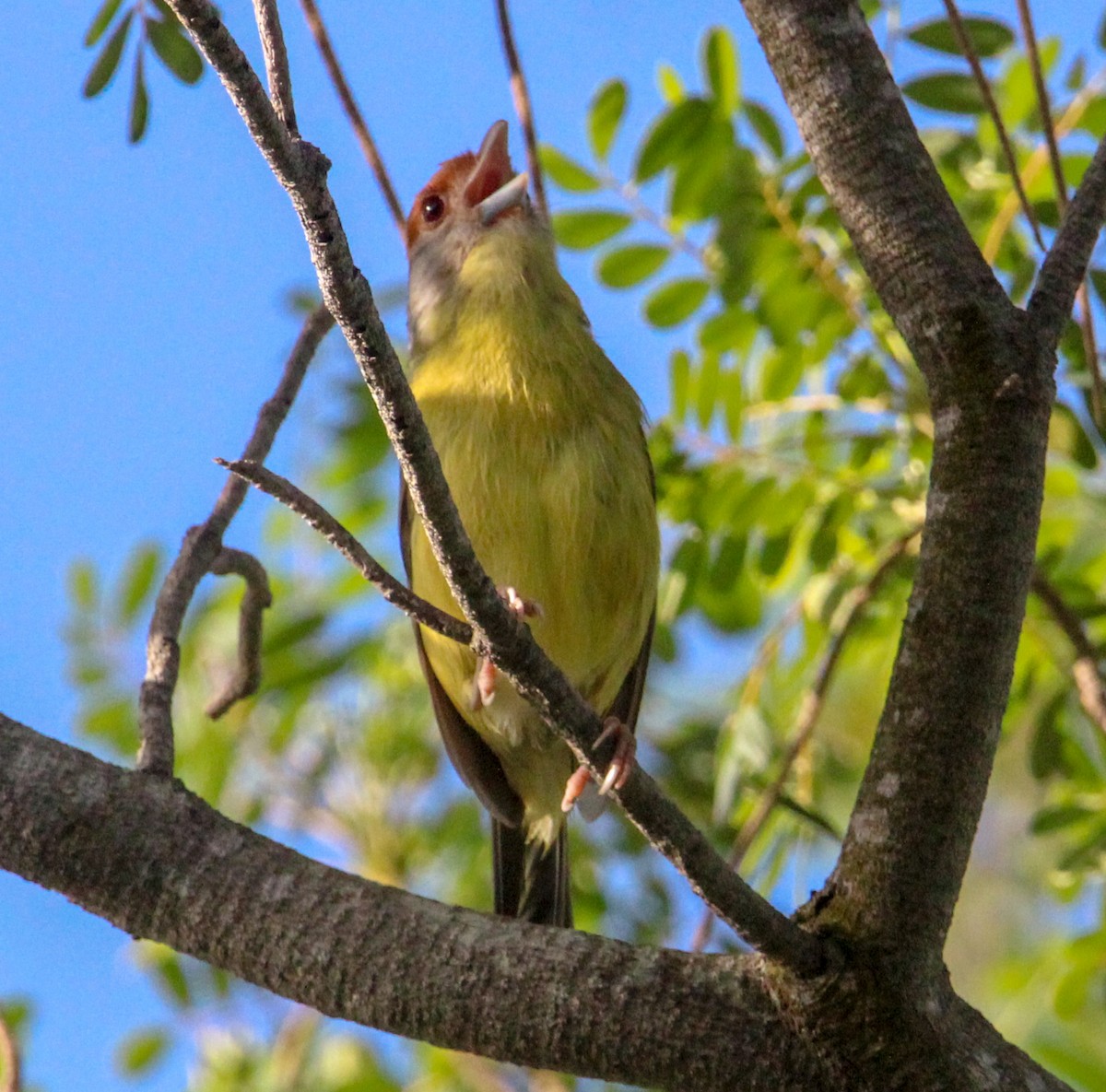Rostbrauenvireo - ML638594989