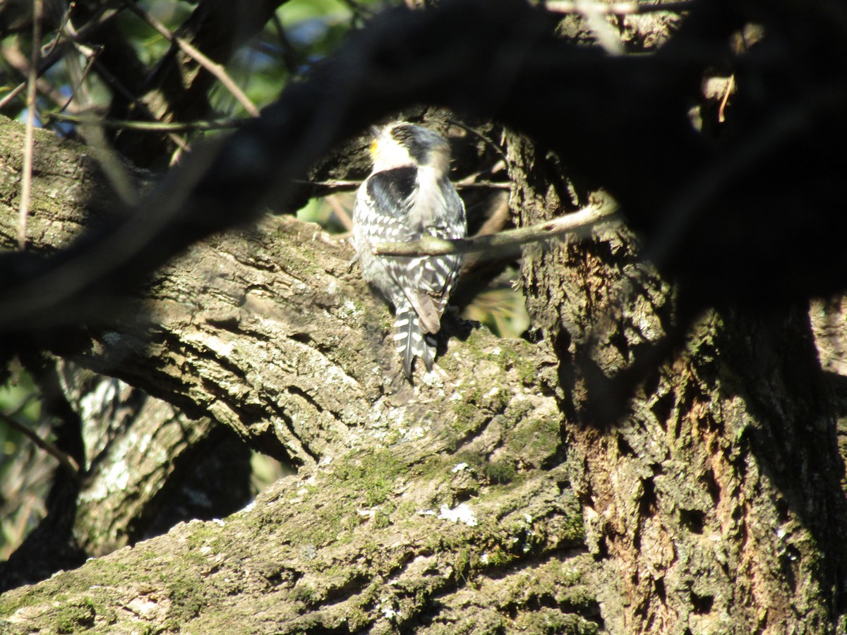 White-fronted Woodpecker - ML638595023