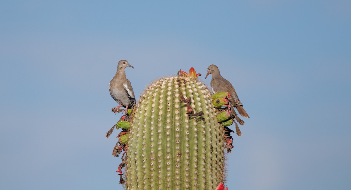 White-winged Dove - ML638595051
