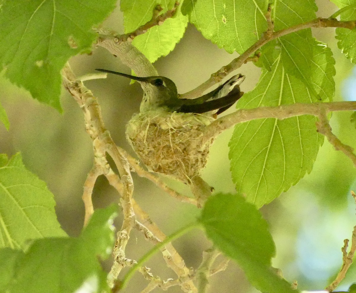 Anna's Hummingbird - ML638595078