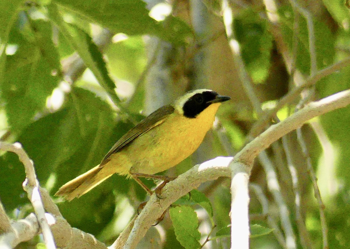 Common Yellowthroat - ML638595091