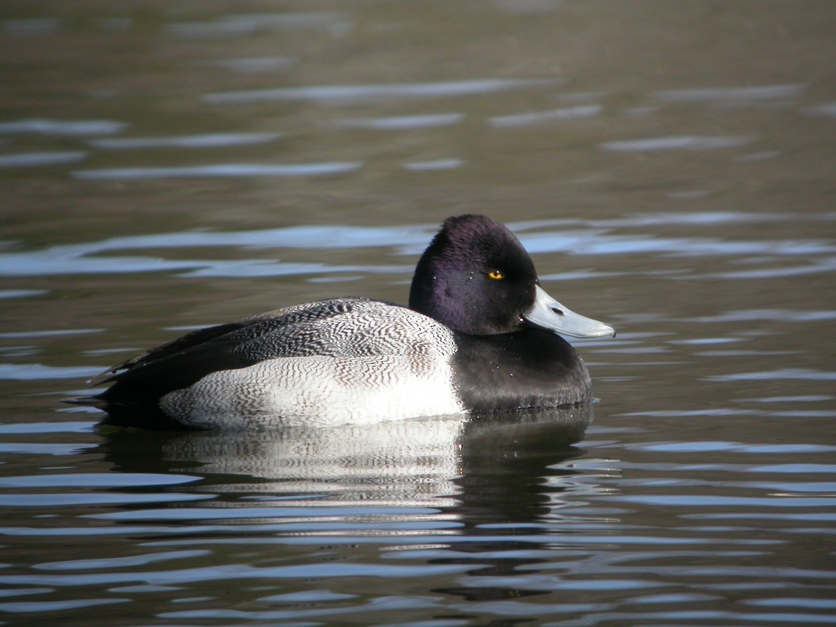 Lesser Scaup - Marbry Hopkins