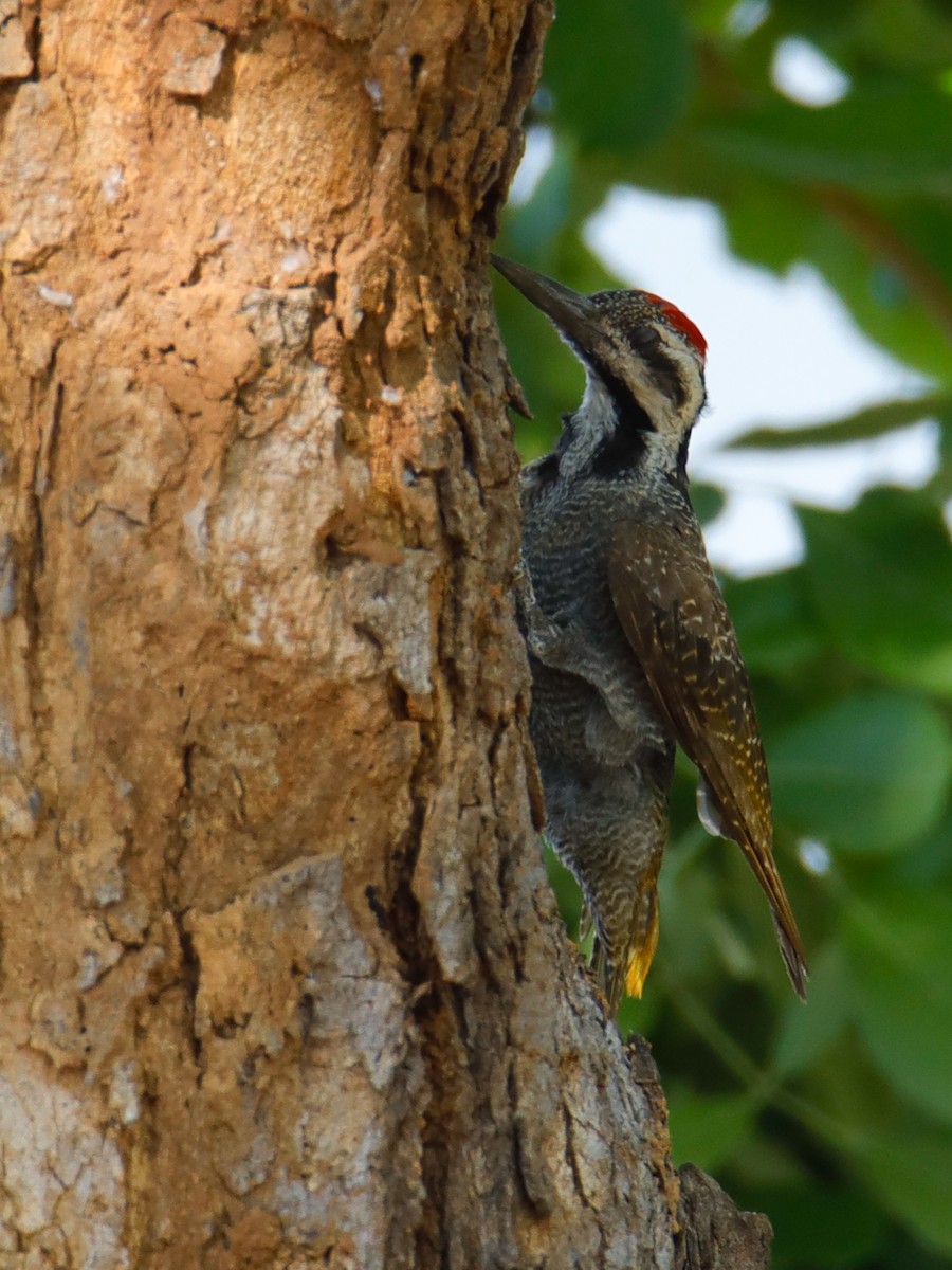 Bearded Woodpecker - ML638595174