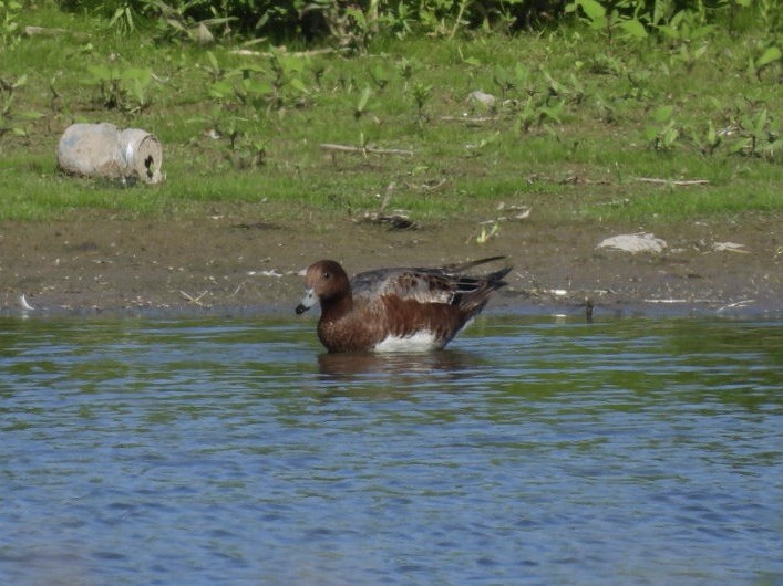 hvízdák eurasijský - ML638595179