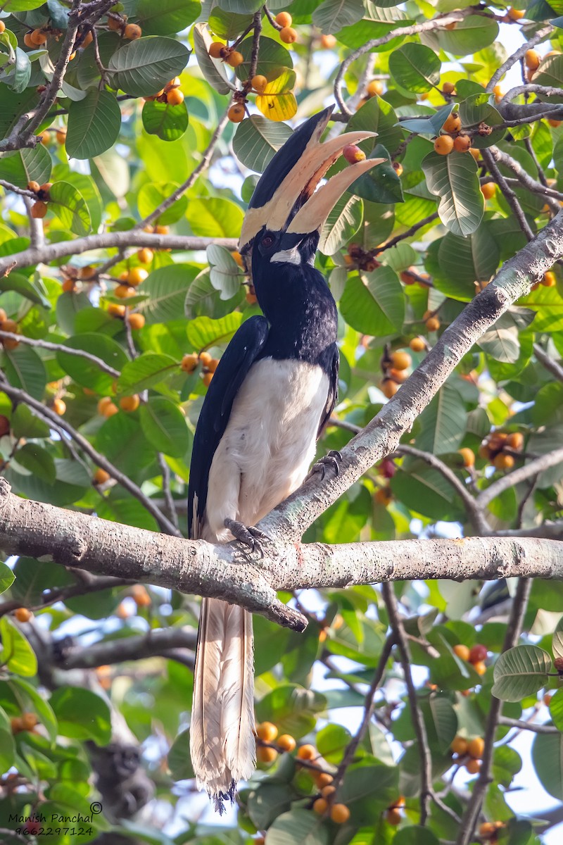Malabar Pied-Hornbill - ML638595187