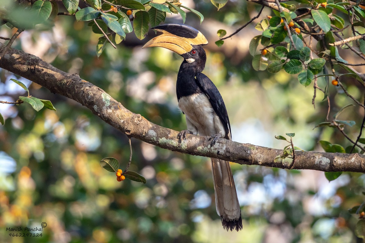 Malabar Pied-Hornbill - ML638595191