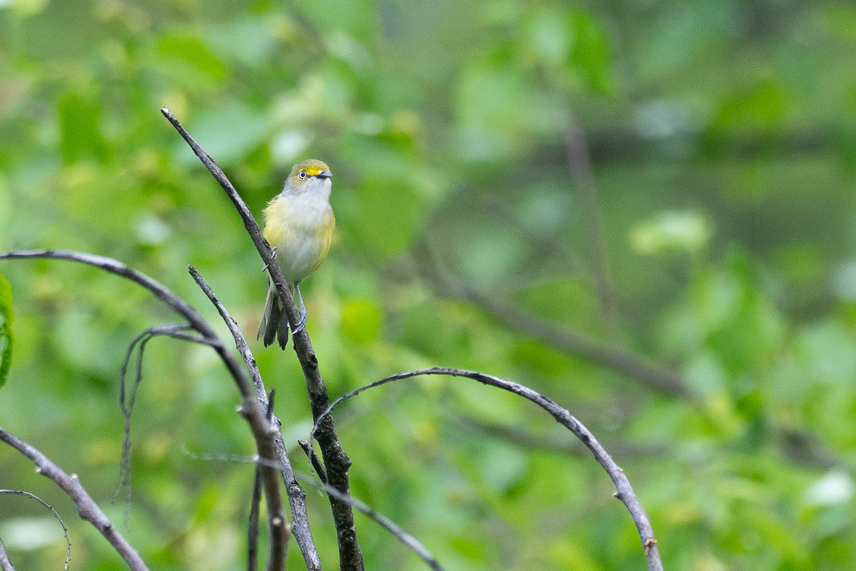 White-eyed Vireo - ML638595224