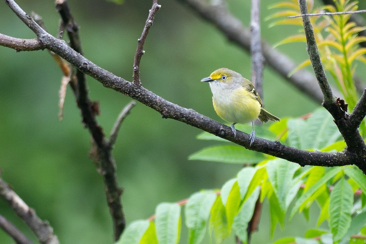 White-eyed Vireo - ML638595225