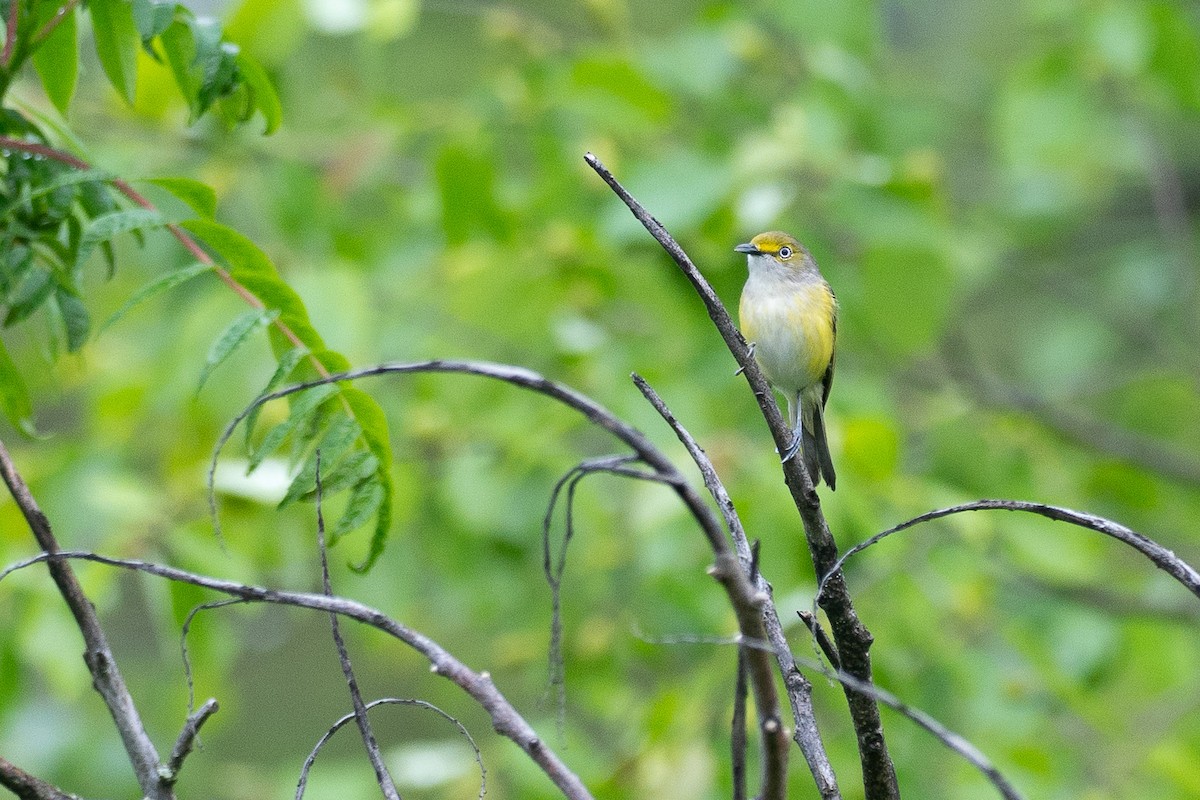White-eyed Vireo - ML638595226