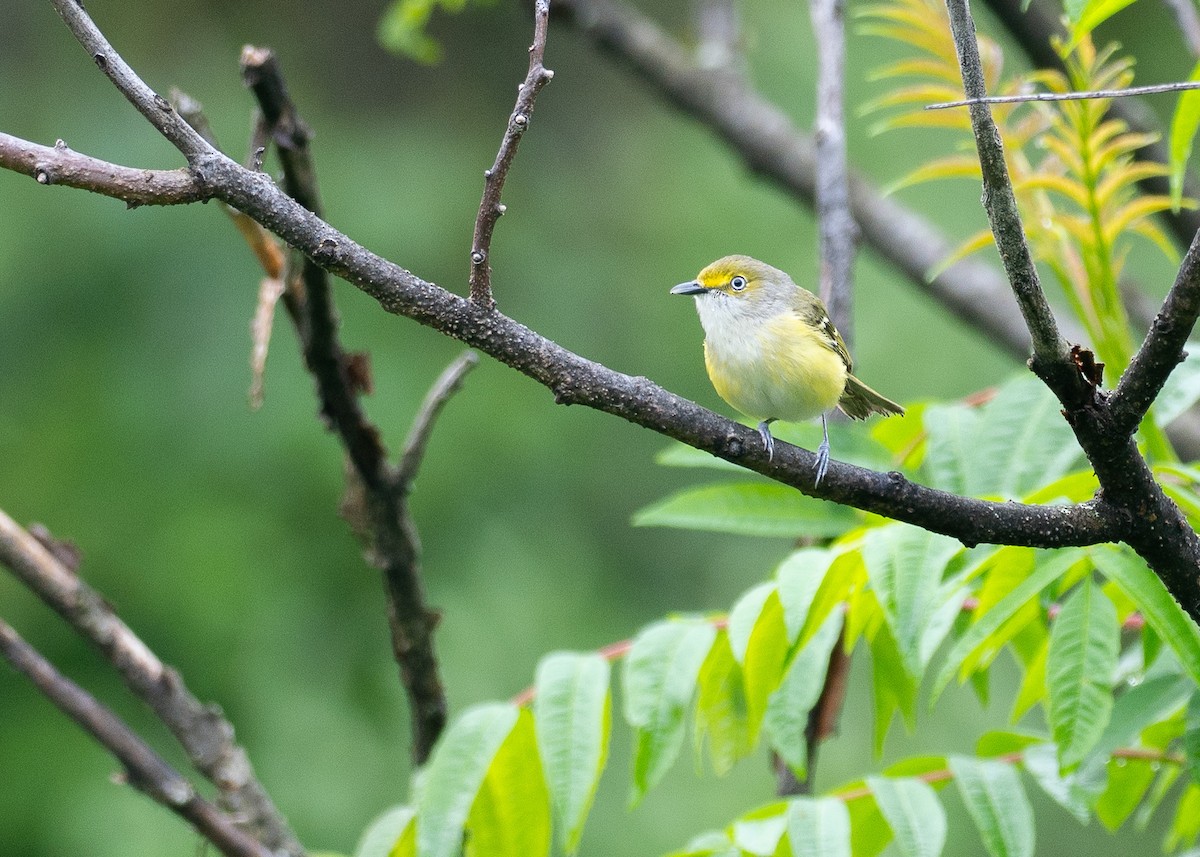 White-eyed Vireo - ML638595227