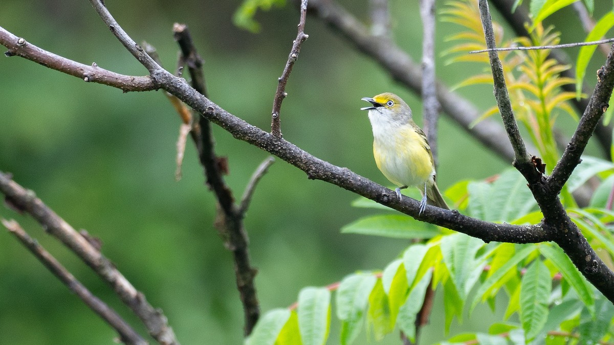 White-eyed Vireo - ML638595228