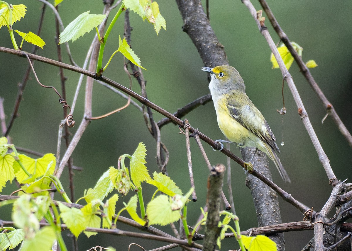 White-eyed Vireo - ML638595229